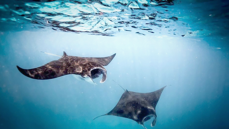 ‘Underwater stealth bombers’ forced out of Raja Ampat ‘Underwater stealth bombers’ forced out of Raja Ampat