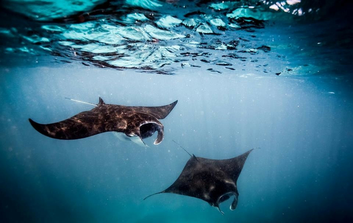 Manta rays in Raja Ampat waters, West Papua. (Sea Sanctuaries/Steve Woods)
