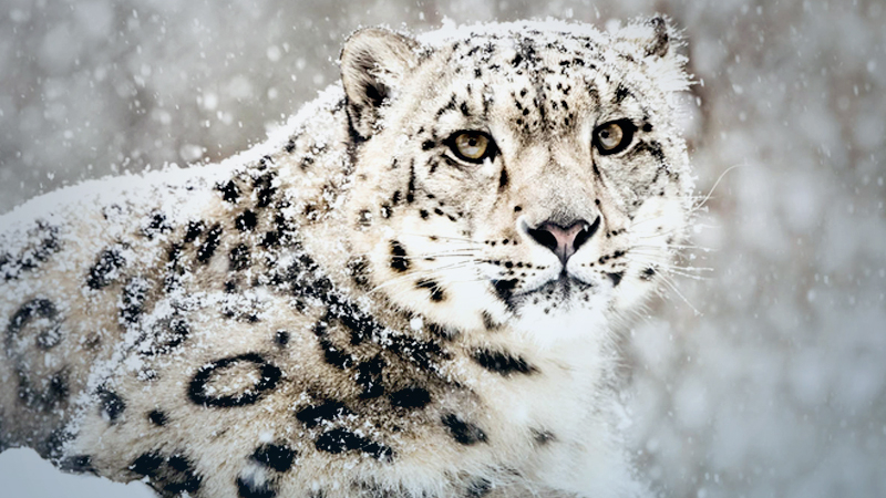 Himachal becomes 1st state to complete assessment of snow leopards & its prey Himachal becomes 1st state to complete assessment of snow leopards & its prey
