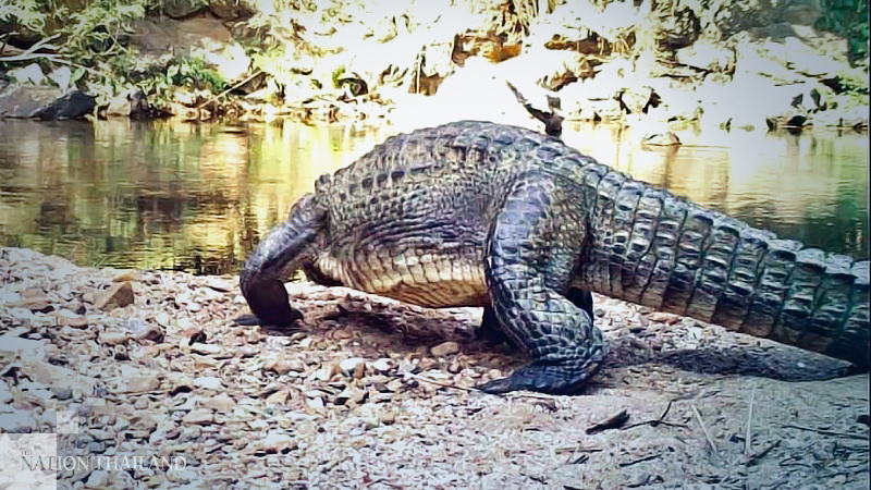 Rare Siamese crocodile spotted in Phetchaburi River Rare Siamese crocodile spotted in Phetchaburi River