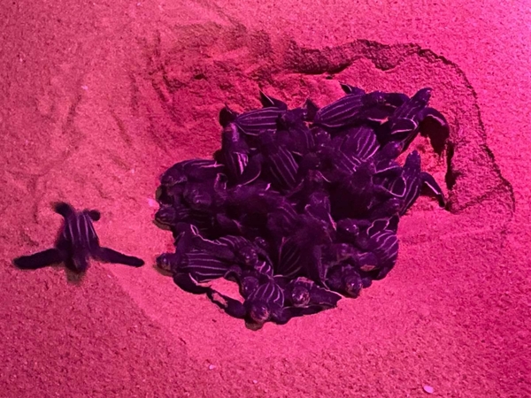 Phang Nga breaks record for endangered leatherback turtle hatchlings Phang Nga breaks record for endangered leatherback turtle hatchlings