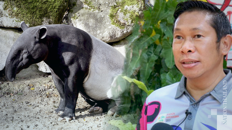 Pick a name for a newborn tapir and you could win Bt10,000 Pick a name for a newborn tapir and you could win Bt10,000