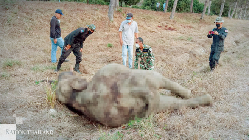 Wild elephants fight to the death on Chanthaburi golf course Wild elephants fight to the death on Chanthaburi golf course