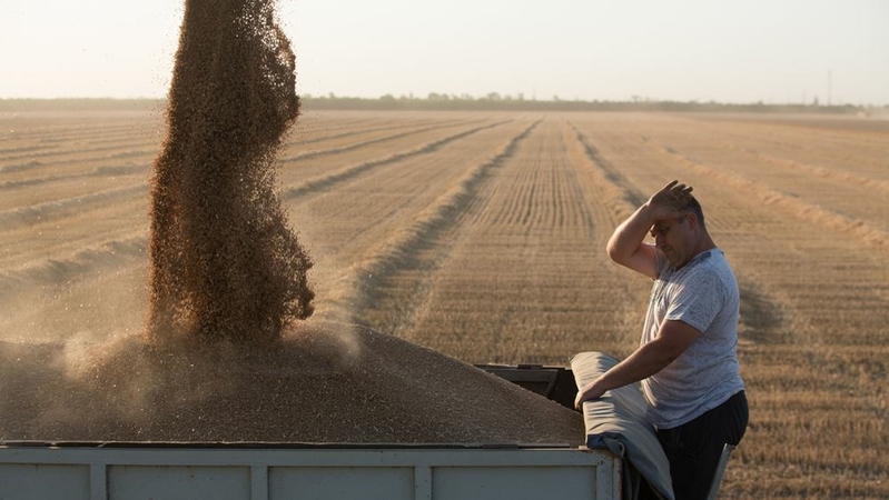 A worker monitors as harvested wheat grain is unloaded into a truck during the summer harvest on a farm operated by Progress Agroin Ust-Labinsk, Krasnodar, Russia, on July 3, 2020. MUST CREDIT; Bloomberg photo by Andreyi Rudakov.