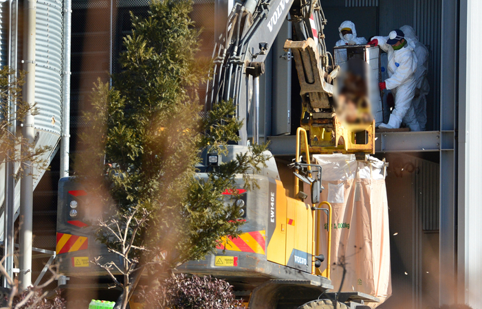 Officials cull chickens at a farm in Pohang, 374 kilometers south of Seoul, on Sunday. (Yonhap)