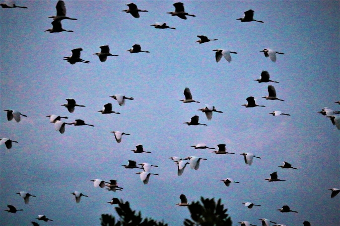 Wild birds draw crowds to Krabi Wild birds draw crowds to Krabi