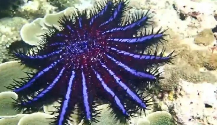 Army of starfish spotted feasting on coral off Phi Phi Army of starfish spotted feasting on coral off Phi Phi