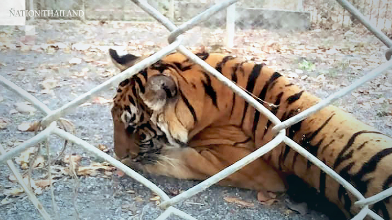 Escaped Siberian tiger hunted down west of Bangkok Escaped Siberian tiger hunted down west of Bangkok