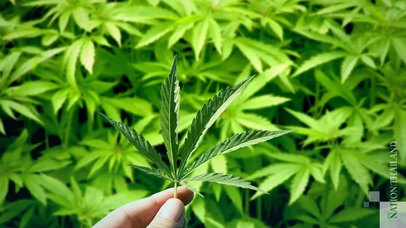 FDA outlines requirements to apply for permission to grow hemp FDA outlines requirements to apply for permission to grow hemp