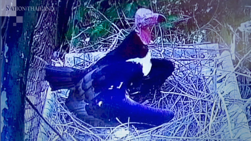 Asian king vulture lays an egg for the first time in 25 years Asian king vulture lays an egg for the first time in 25 years