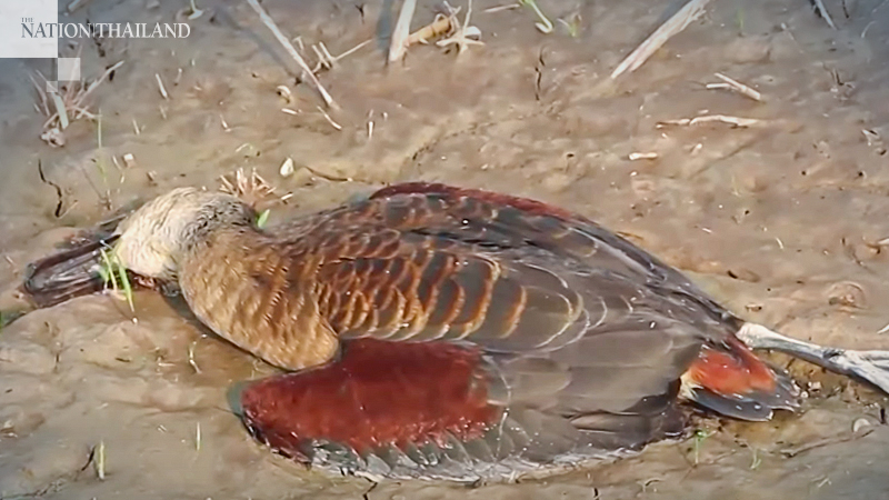 Herbicide poisons flock of 80 ducks in Lampang Herbicide poisons flock of 80 ducks in Lampang