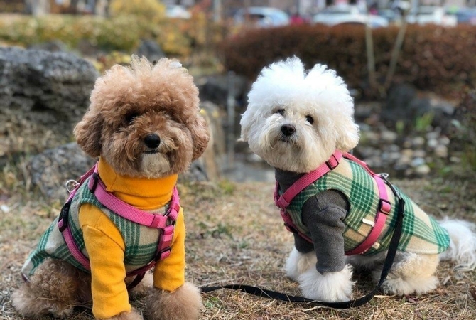S. Korea implements tougher rules on animal abuse, pet owners S. Korea implements tougher rules on animal abuse, pet owners