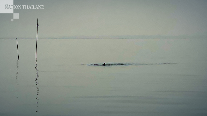Time to watch Irrawaddy dolphins cavorting in Chachaoengsao Time to watch Irrawaddy dolphins cavorting in Chachaoengsao