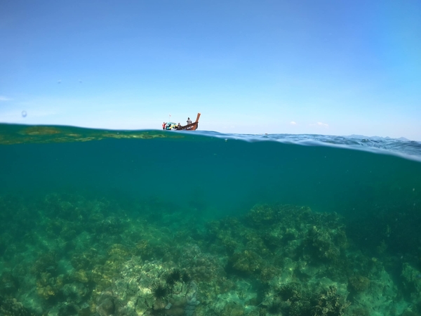 Pandemic a blessing for coral, marine life Pandemic a blessing for coral, marine life
