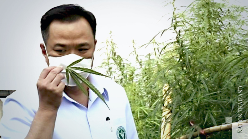 Public Health Ministry kicks off ganja-growing project Public Health Ministry kicks off ganja-growing project