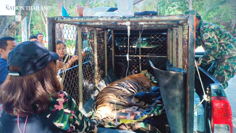 Tiger out on walkabout finally captured Tiger out on walkabout finally captured