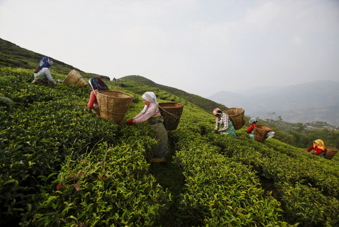 Novel project seeks to promote Nepali tea in the world market Novel project seeks to promote Nepali tea in the world market