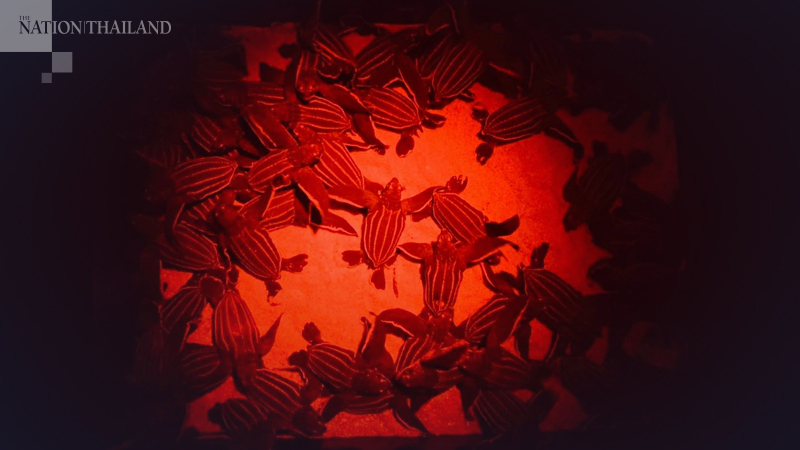 Photo credit:  Department of Marine and Coastal Resources's Facebook fanpage