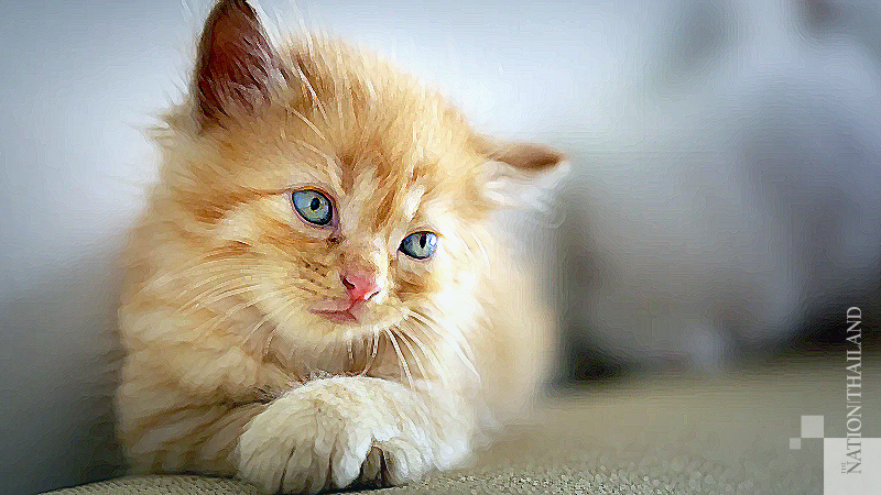 Seoul offered free covid tests for pets and soon found its first case in a lethargic, vomiting cat Seoul offered free covid tests for pets and soon found its first case in a lethargic, vomiting cat