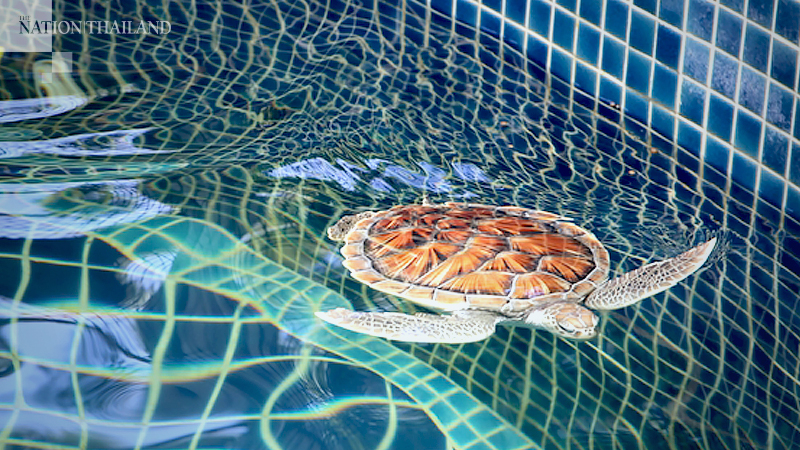 JW Marriott Phuket Resort & Spa to introduce purpose-driven environmental protection experience as part of ‘Good Travel with Marriott Bonvoy’ JW Marriott Phuket Resort & Spa to introduce purpose-driven environmental protection experience as part of ‘Good Travel with Marriott Bonvoy’