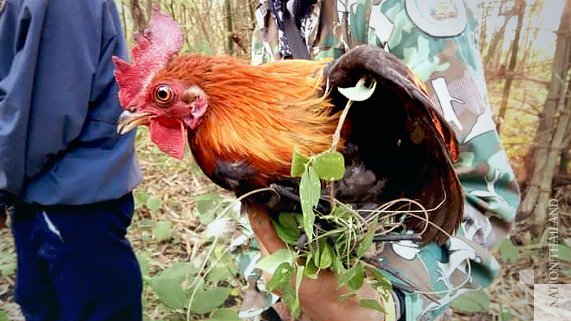 Kanchanaburi park rangers snare suspected bird-hunter Kanchanaburi park rangers snare suspected bird-hunter