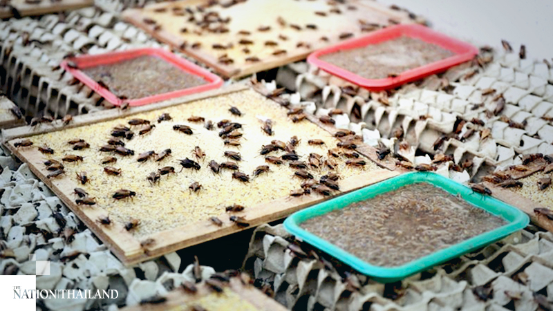Thailand’s edible insects make leap into global market Thailand’s edible insects make leap into global market