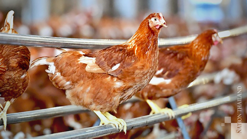 Livestock Department certifies Thailand’s first cage-free chicken egg farm in Saraburi Livestock Department certifies Thailand’s first cage-free chicken egg farm in Saraburi