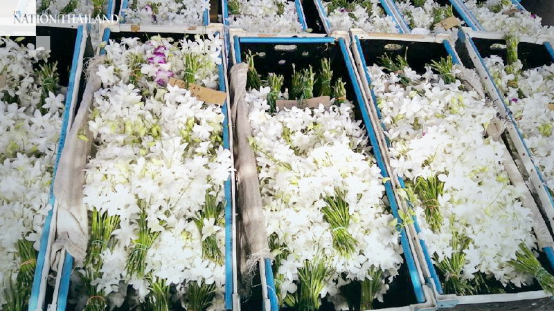 New team to find ways of rebooting wilting orchid exports New team to find ways of rebooting wilting orchid exports