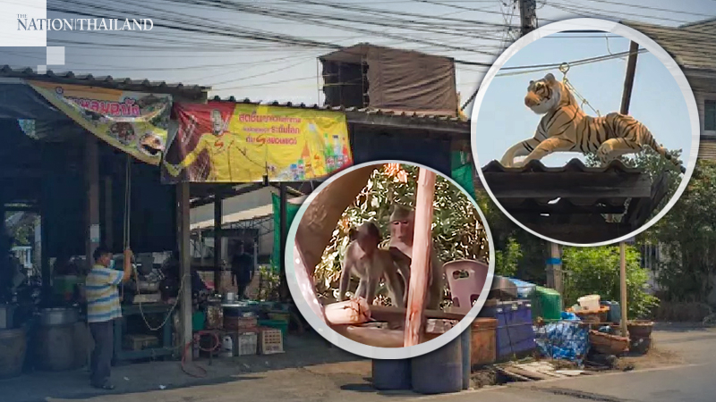 Crouching tiger, fleeing monkeys: Chon Buri store owner hits back at hairy thieves Crouching tiger, fleeing monkeys: Chon Buri store owner hits back at hairy thieves