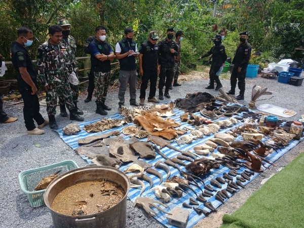 Phatthalung man arrested with carcasses of protected animals Phatthalung man arrested with carcasses of protected animals