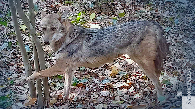 Foxes trapped in Si Sa Ket forest rescued Foxes trapped in Si Sa Ket forest rescued