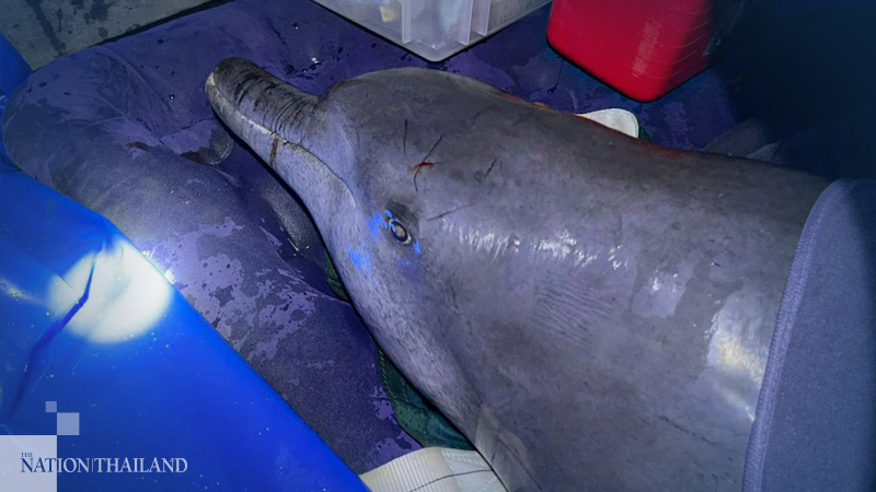 Bottlenose dolphin rescued from Samut Prakarn canal Bottlenose dolphin rescued from Samut Prakarn canal