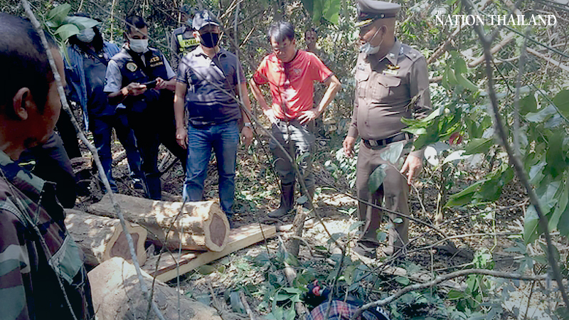 Alleged illegal logger killed by a falling tree in Nakhon Ratchasima forest Alleged illegal logger killed by a falling tree in Nakhon Ratchasima forest