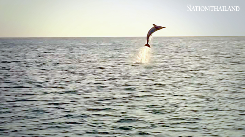 Jumping bottlenose dolphins spotted in Trang Jumping bottlenose dolphins spotted in Trang