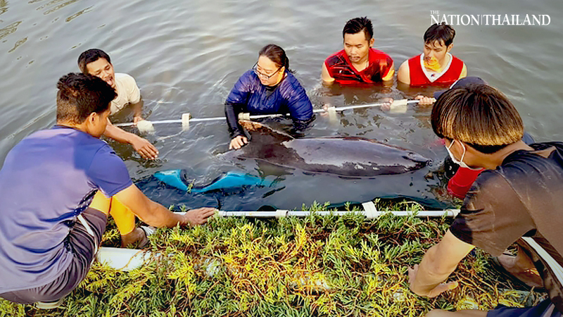 Rescued bottlenose dolphin released into the sea Rescued bottlenose dolphin released into the sea