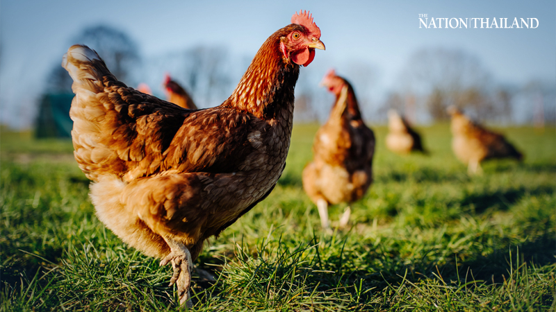 People, breeders warned to beware of bird flu People, breeders warned to beware of bird flu