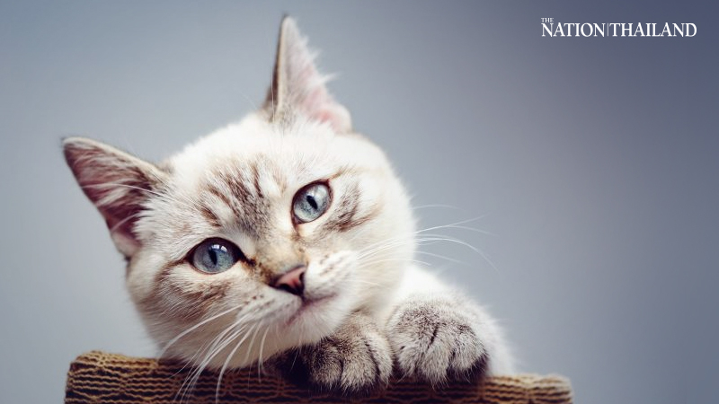 Pet owners urged to take good care of their animals to prevent fungal disease Pet owners urged to take good care of their animals to prevent fungal disease