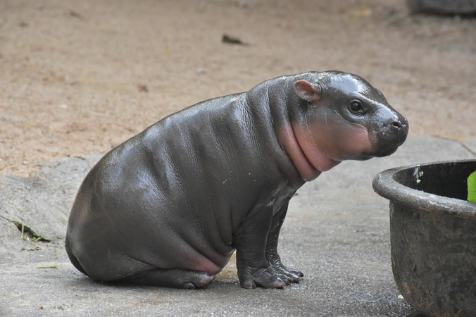 Baby pygmy hippo makes first public appearance, needs name Baby pygmy hippo makes first public appearance, needs name