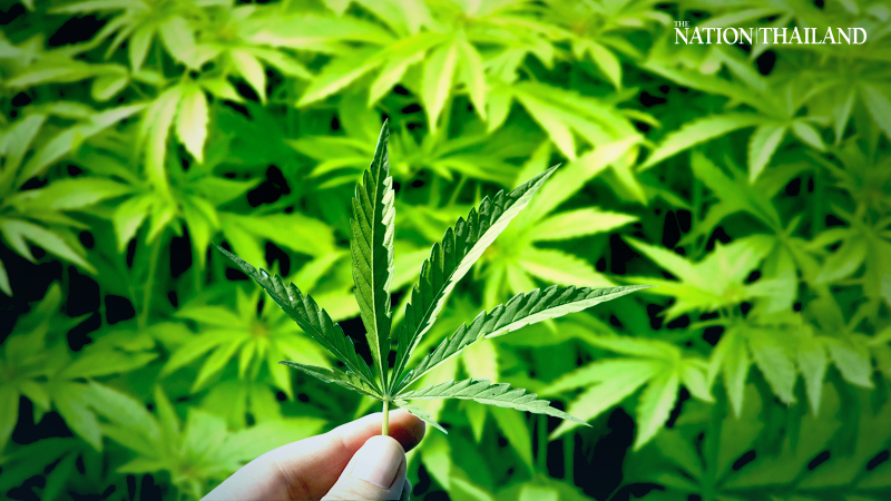 Ministry order allows use of parts of cannabis, hemp plant as food ingredients Ministry order allows use of parts of cannabis, hemp plant as food ingredients