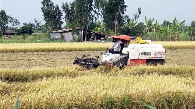 Mekong Delta farmers get bumper harvest, high prices for winter-spring rice Mekong Delta farmers get bumper harvest, high prices for winter-spring rice