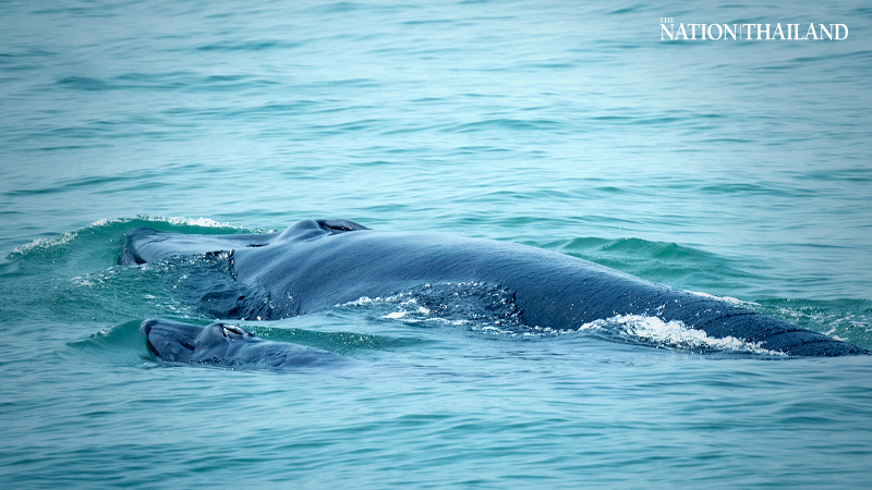 Whale Mae Thong Dee now a proud mother of her third baby Whale Mae Thong Dee now a proud mother of her third baby