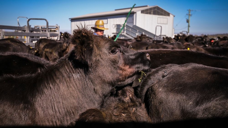 Sorry, steak lovers: Australia's running out of cows Sorry, steak lovers: Australia's running out of cows