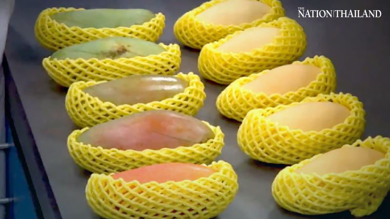 South Korea greenlights ‘rainbow’ mangoes after 9 years of negotiations South Korea greenlights ‘rainbow’ mangoes after 9 years of negotiations