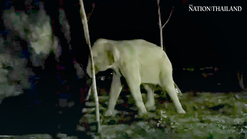 DNP vets successfully treat sick wild elephant in Chanthaburi DNP vets successfully treat sick wild elephant in Chanthaburi