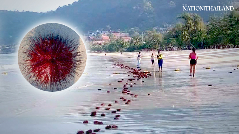 The sea’s rambutans washed up in Patong The sea’s rambutans washed up in Patong