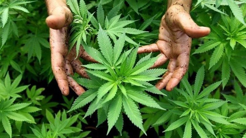 Govt expo to reveal secrets of turning cannabis into cash crop Govt expo to reveal secrets of turning cannabis into cash crop