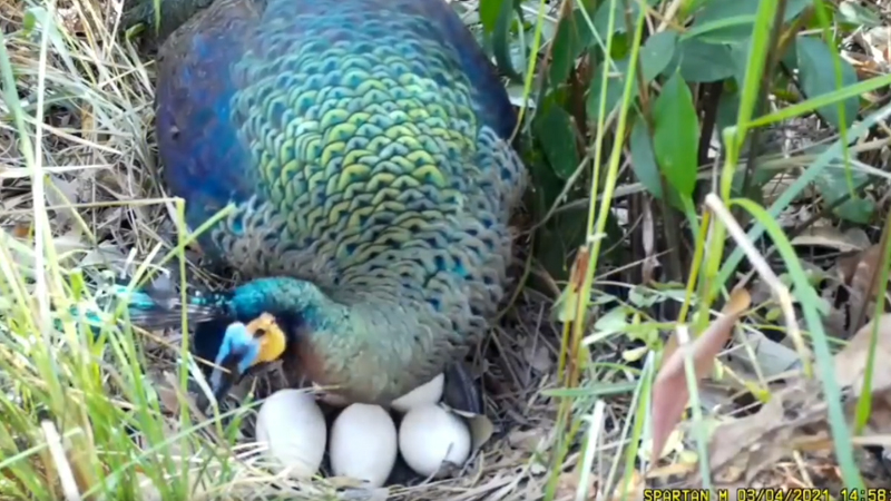 Peahen caught on camera brooding her eggs in wildlife sanctuary Peahen caught on camera brooding her eggs in wildlife sanctuary