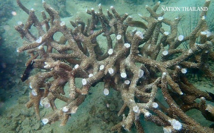 Rare coral reef wrecked by thieves in Prachuap national park Rare coral reef wrecked by thieves in Prachuap national park