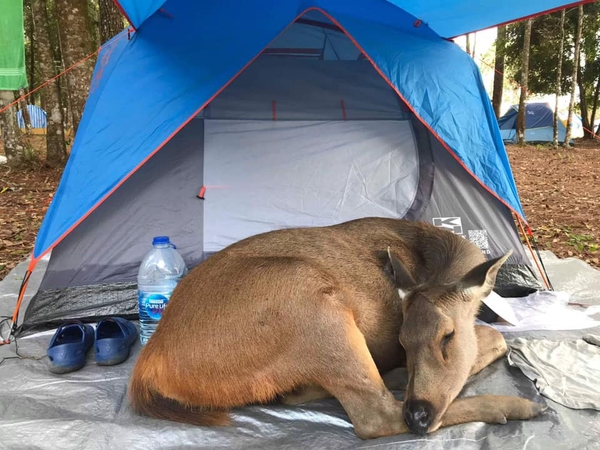 At home in the midst of humans At home in the midst of humans