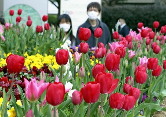 Ice tulips are in full bloom at Roppongi Hills in Minato Ward, Tokyo, on Friday. (The Yomiuri Shimbun)